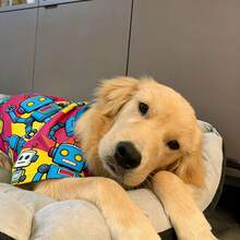 1 bộ quần áo mùa xuân/mùa hè, bộ đồ in hình chó Golden Retriever/Labrador/Husky, chất liệu thoáng khí, chống bẩn, dành cho chó cỡ trung bình/lớn. - Đỏ - Xem 3