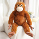 orangután