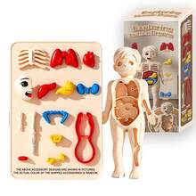 3D Human Skeleton & Organ Anatomy Model, Detachable & Assembled, Medical Science Educational Toy For Children - Multicolor - View 7