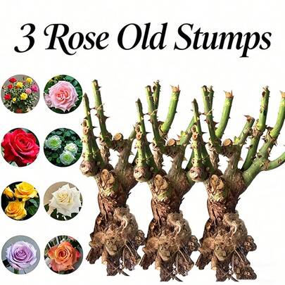 3 Pcs Rose Old Bush Stems, Outdoor Yard Garden Planting