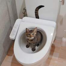 1 Peça Adesivo Criativo de Assento de Vaso Sanitário 3D em Formato de Gato, Design de Gato Fofo, Fácil Instalação, Decoração Realista de Banheiro de Gato, Adequado para Casa, Banheiro, Amantes de Gatos, Presente de Halloween - Multicolorido - Visão 8