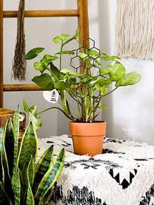 1個/2個/4個 38x15cm 蜂巢狀植物支撐架，盆栽植物支撐，創意藤蔓攀爬架，園藝支撐樁，防鏽塑料樁，適用於盆栽藤蔓和花卉，可用於室內/室外園藝支撐，節省空間，園藝工具，室外盆栽植物支撐，節省空間的小藤蔓種植網格，室內/室外植物攀爬架 - A - 查看 7