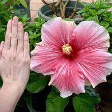 Puedes transformar tu área exterior con 102 semillas de hibisco gigante mixto de calidad superior.Como híbridos perennes no modificados genéticamente, ofrecen una excelente manera de cultivar un jardín que es tanto hermoso como lleno de vitalidad, añadiendo un elemento de gracia y atractivo natural. - 102 unidades/paquete - Ver 4