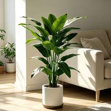 Cây chuối nhân tạo cao 67cm-114cm, kiểu dáng Bắc Âu, cây xanh giả, thích hợp trang trí trong nhà/ngoài trời, phòng khách, lối vào, văn phòng, sân vườn, cây cọ nhân tạo không cần bảo dưỡng, chất liệu nhựa bền cao cấp, trang trí nhà cửa, biệt thự, nhà nghỉ, trang trí đám cưới - Không bao gồm chậu trồng cây. - màu xanh lá - Xem 9