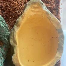 Reptile Lizard Food Bowl Water Bowl Imitation Rock Reptile Habitat Feeding Dish, Suitable For Decoration, Various Reptiles Feeding - Style A - View 9