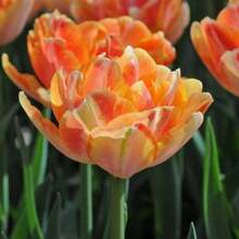Outdoor Decor - 245pcs - View 3