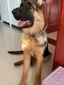 1 chiếc vòng cổ cho chó lớn, vòng cổ có tay cầm, vòng cổ huấn luyện chiến thuật, vòng cổ quân đội cho chó cỡ trung bình đến lớn, giúp kiểm soát tốt và tạo sự thoải mái. Vòng cổ bền chắc cho mùa hè, dây xích cho chó lớn, vòng cổ thoải mái và đa năng. - Nhiều màu - Xem 2