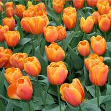 Outdoor Decor - 245pcs - View 4