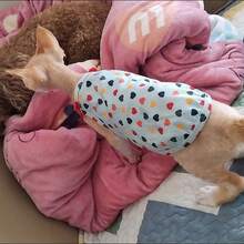 彩色爱心印花无袖背心，专为斯芬克斯猫设计，轻盈透气，夏季必备，防止掉毛，可水洗，室内外皆宜，可爱ins风 - 藍色 - 查看 7