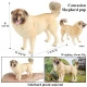 Modelo de perro 30