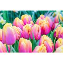 500 tallos de tulipán rosa para plantar, 1 tallo de tulipán fácil de cultivar para áreas 318, 1 regalo para enamorados, o cultiva tú mismo 1 flor joven. - 500 piezas - Ver 2