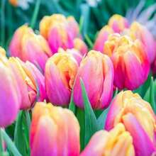500 tallos de tulipán rosa para plantar, 1 tallo de tulipán fácil de cultivar para áreas 318, 1 regalo para enamorados, o cultiva tú mismo 1 flor joven. - 500 piezas - Ver 5