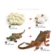 Set de Iguana