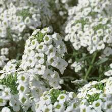 200 piezas de semillas de flor silvestre de apio dulce perenne, empaquetadas para jardinería doméstica - 200 - Ver 1