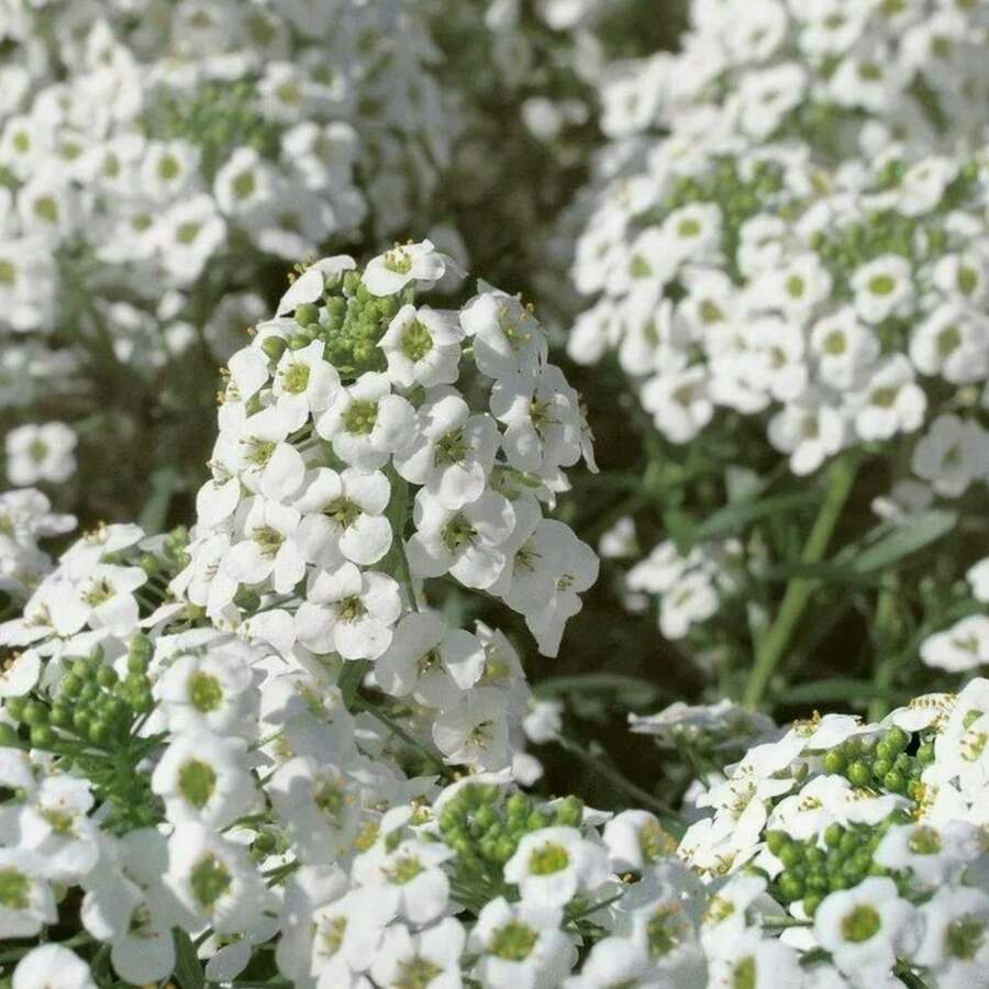 200 piezas de semillas de flor silvestre de apio dulce perenne, empaquetadas para jardinería doméstica - 200 - Ver 1