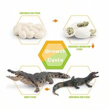 Simulación de dinosaurio, lagarto, tortuga, serpiente, cocodrilo, crecimiento, modelo de ciclo de vida, acción, reptil, figuras de animales, juguete educativo en miniatura - Set de Tiranosaurio Rex-1 - Ver 32