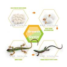Simulación de dinosaurio, lagarto, tortuga, serpiente, cocodrilo, crecimiento, modelo de ciclo de vida, acción, reptil, figuras de animales, juguete educativo en miniatura - Set de Tiranosaurio Rex-1 - Ver 16