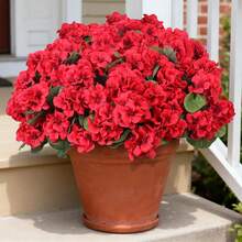 1/3/60pcs Artificial Outdoor Faux Lavender Flowers & Baobab Tree Plastic Greenery, UV Resistant, Suitable For Garden, Home, Balcony, Window, Patio, Hanging Planters, Indoor Decor - Red - View 5