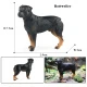 Modelo de perro 2