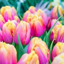 500 tallos de tulipán rosa para plantar, 1 tallo de tulipán fácil de cultivar para áreas 318, 1 regalo para enamorados, o cultiva tú mismo 1 flor joven. - 500 piezas - Ver 3