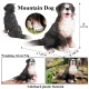 Modelo de perro