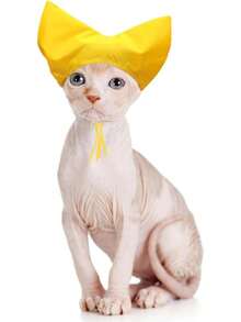 Gorro de ducha para mascotas - Gorro de ducha impermeable para gatos Sphynx, reutilizable, con protección auditiva y correa ajustable, para gatos domésticos, perros pequeños y cachorros, acces - Amarillo - Ver 1