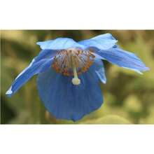 Outdoor Decor - 127pcs - View 5