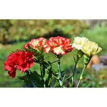 300 Semillas Mixtas de Clavel para Plantar, Fáciles de Cultivar, con Flores Fragantes, Ideales para Polinizadores y Jardines de Cortes. - 300 - Ver 3