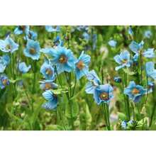 Outdoor Decor - 127pcs - View 2