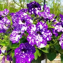 Outdoor Decor - 3000+Seeds - View 3
