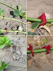 100个/50个耐用红色植物夹，适用于草莓和西瓜的茎秆固定、藤蔓支撑、园艺植物固定夹、草莓支架、西瓜叉、草莓及小型植物的农业藤蔓固定夹、园艺用品、户外装饰、花园、家居装饰 - B - 查看 6