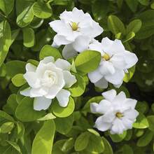 174 semillas de gardenia para plantar en el jardín de casa, flores blancas fragantes y hojas verdes brillantes, atrae a mariposas y abejas. - 174 - Ver 1