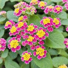 174 Semillas de Flores Perennes Aromáticas: Flores Perennes de Colores Vivos para el Verano - 174 - Ver 2