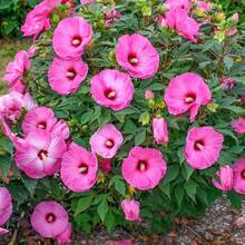 Outdoor Decor - 98pcs/seeds - View 3