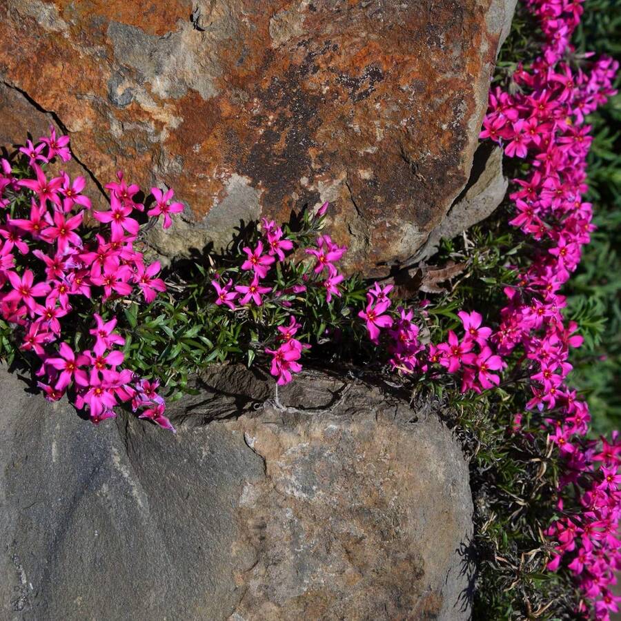145 Semillas de Flores con Polen - Semillas de Flores con Polen Resistentes a la Sequía y Fáciles de Plantar, Adecuadas para Jardines de Polen y Floricultura - Semillas de Flores con Polen de Alta Calidad, Ideales para Familias y Jardineros Profesionales - 145 piezas - Ver 1