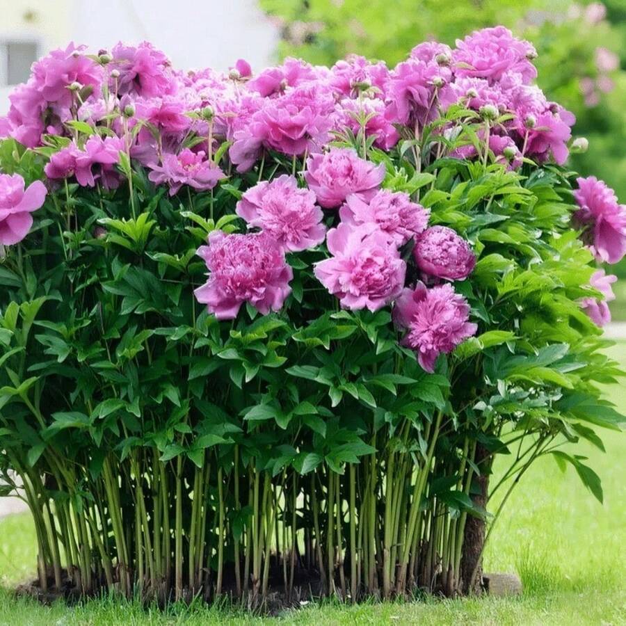 Peony Flower Se.Eds 481 Grains, Cold-Resistant Perennial, Blooming All Year Round, Mixed Colors, Suitable For Indoor And Outdoor Use - 481 - View 1