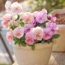 Outdoor Decor - เมล็ดพันธุ์ - ดู 1