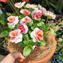 Outdoor Decor - เมล็ดพันธุ์ - ดู 3