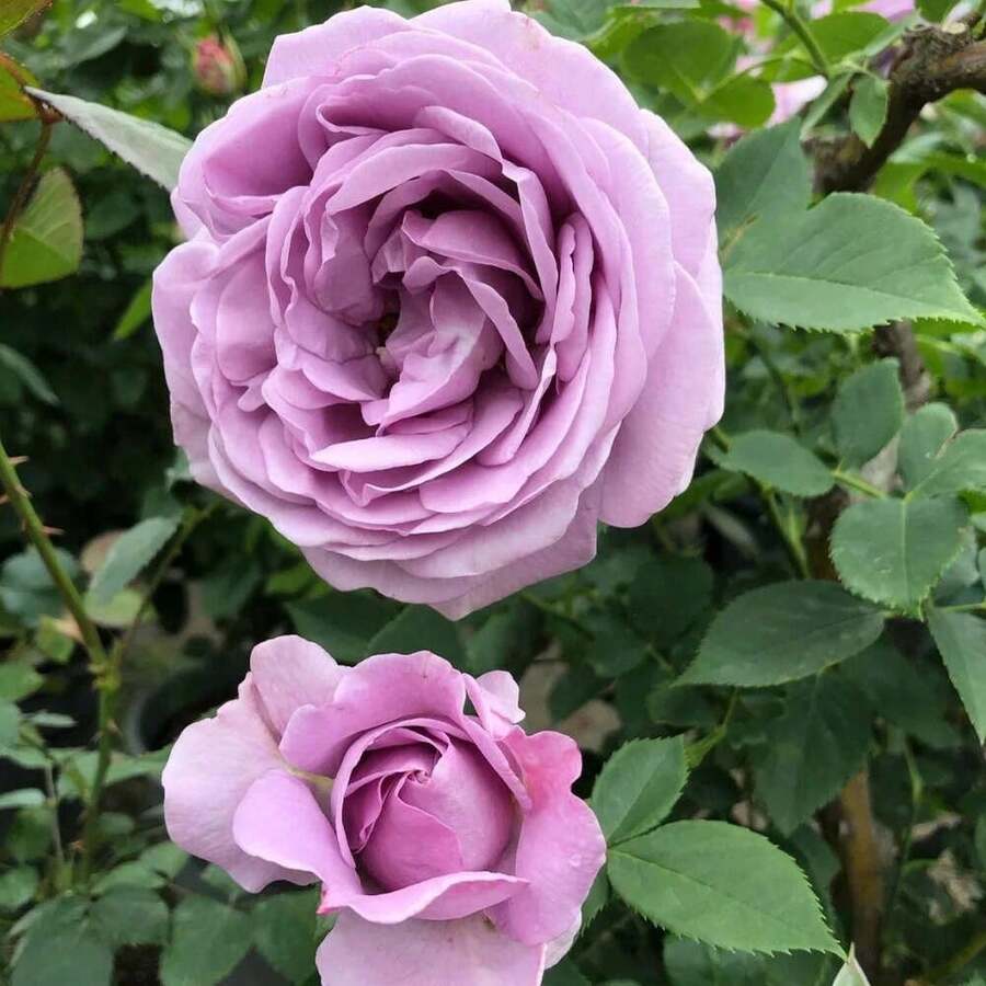 Semillas de rosa Blue Storm de germinación rápida en 7 días, flores de color púrpura brillante, alta tasa de germinación, fáciles de cultivar, resistentes al frío y a las enfermedades, adecuadas para jardines, diseño paisajístico y entusiastas de las rosas. - tormenta azul - Ver 1