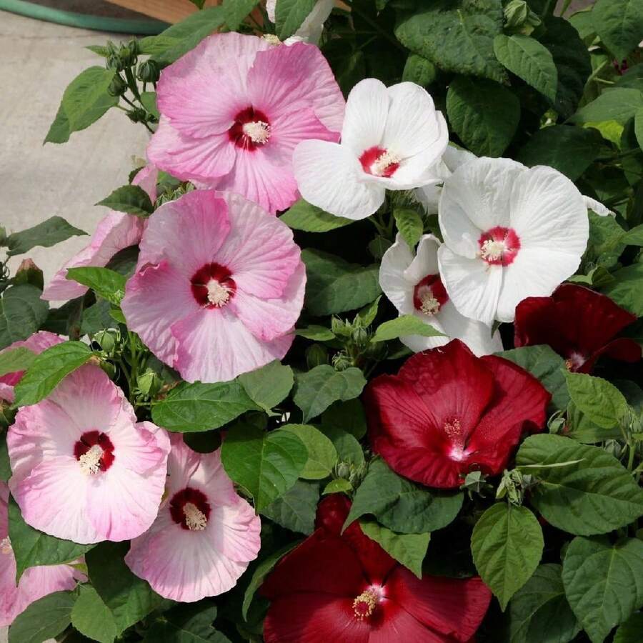 Outdoor Decor - 98pcs/seeds - View 1