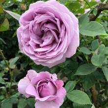 Semillas de rosa Blue Storm de germinación rápida en 7 días, flores de color púrpura brillante, alta tasa de germinación, fáciles de cultivar, resistentes al frío y a las enfermedades, adecuadas para jardines, diseño paisajístico y entusiastas de las rosas. - tormenta azul - Ver 2