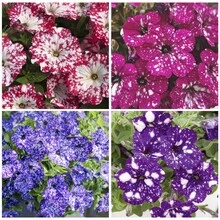 Outdoor Decor - 3000+Seeds - View 1