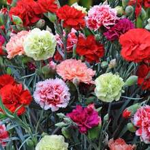 300 Semillas Mixtas de Clavel para Plantar, Fáciles de Cultivar, con Flores Fragantes, Ideales para Polinizadores y Jardines de Cortes. - 300 - Ver 1