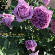 Semillas de rosa Blue Storm de germinación rápida en 7 días, flores de color púrpura brillante, alta tasa de germinación, fáciles de cultivar, resistentes al frío y a las enfermedades, adecuadas para jardines, diseño paisajístico y entusiastas de las rosas. - tormenta azul - Ver 4