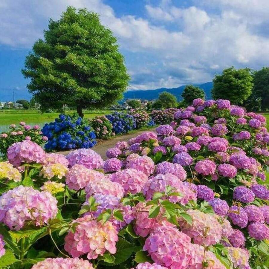 Semillas de Hortensia Azul, Rosa y Morada de Alta Propagabilidad, Flores Mixtas Ideales para Jardines, Plantas Perennes que Florecen en Colores Vibrantes, Semillas Resistentes al Frío para Entusiastas de la Jardinería - Variedades Fáciles de Cultivar para Embellecer el Jardín, Semillas Fáciles de Mantener - 100 piezas - Ver 1
