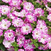 Outdoor Decor - 3000+Seeds - View 4