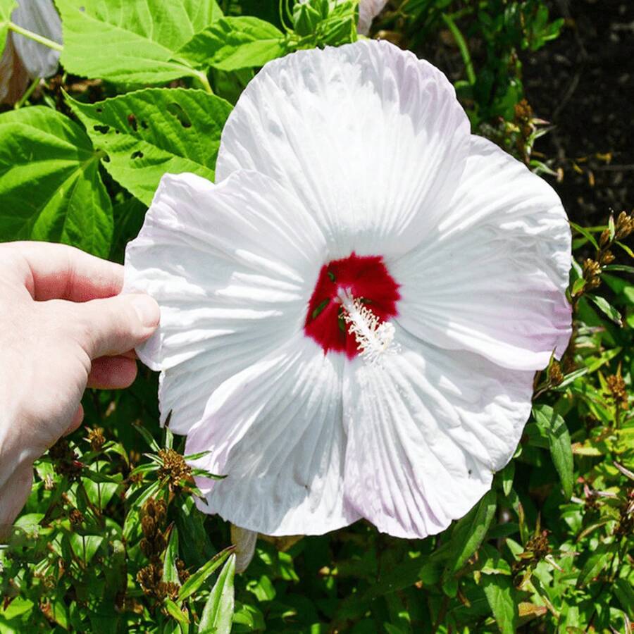 Puedes transformar tu área exterior con 102 semillas de hibisco gigante mixto de calidad superior.Como híbridos perennes no modificados genéticamente, ofrecen una excelente manera de cultivar un jardín que es tanto hermoso como lleno de vitalidad, añadiendo un elemento de gracia y atractivo natural. - 102 unidades/paquete - Ver 1