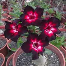 228 piezas de semillas de rosa del desierto, semillas de flores perennes para exteriores, semillas de cobertura del suelo perennes, semillas de césped trepador, plantas de interior y exterior, semillas de vainilla, semillas de vegetales, semillas de frutas, semillas para jardín y jardinería, distribución local. - 228 piezas - Ver 5