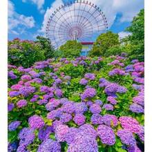 Semillas de Hortensia Azul, Rosa y Morada de Alta Propagabilidad, Flores Mixtas Ideales para Jardines, Plantas Perennes que Florecen en Colores Vibrantes, Semillas Resistentes al Frío para Entusiastas de la Jardinería - Variedades Fáciles de Cultivar para Embellecer el Jardín, Semillas Fáciles de Mantener - 100 piezas - Ver 5