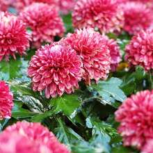 2000 Chrysanthemum Flowered Seeds Home Yard Garden Plant Decoration---High Germination Rate - 2000pcs-seed - View 4
